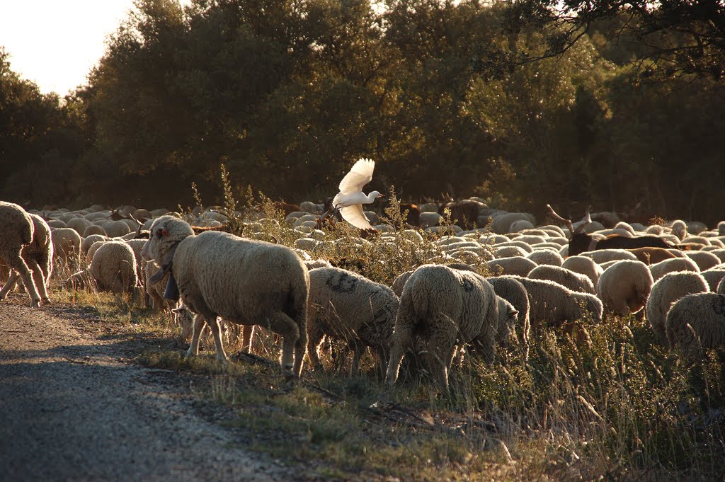 BREBIS ET AIGRETTE by Gérard JOYON