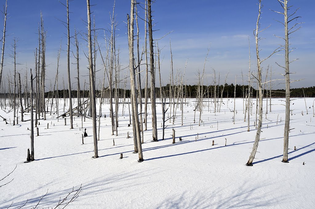 NJCF Frankilin Parker Preserve, Winter Reservior by hoganphoto