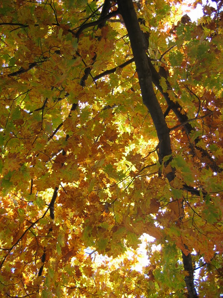 Leaves at the Lake by ghentmills