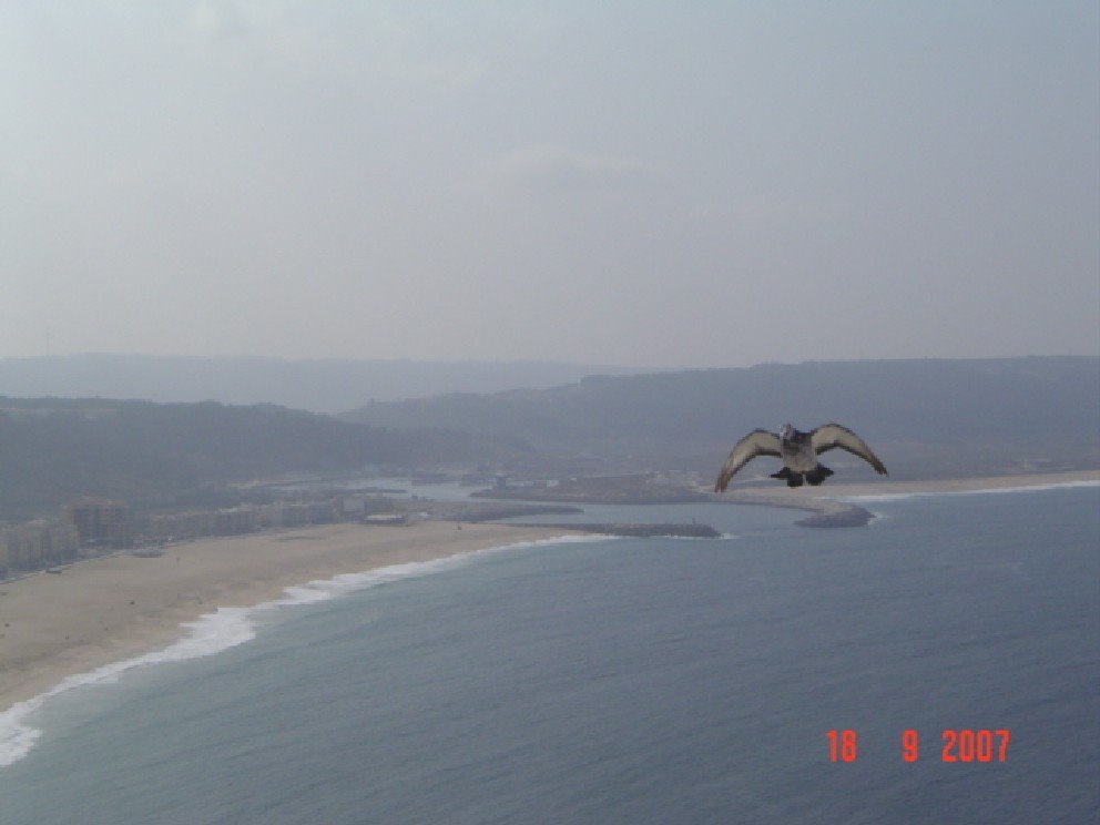 Gaviota en vuelo by francisco galera cha…