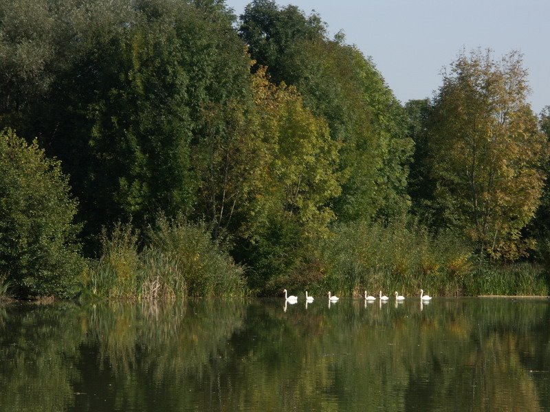 Reutlingen-Markwasen by Robert Babiak