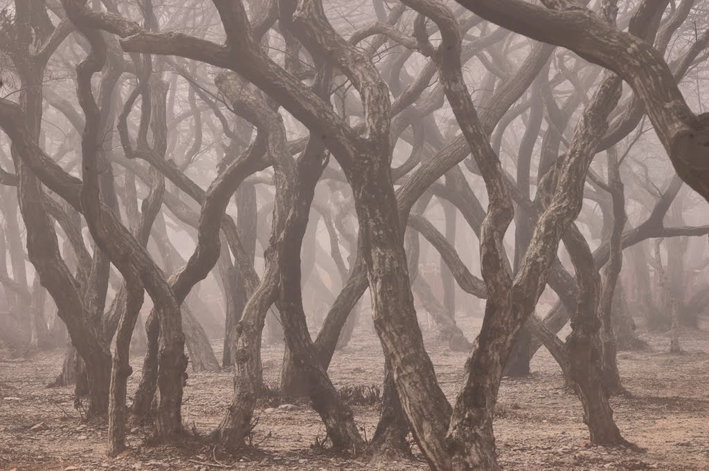 Sosa trees (the Korean hornbeam ) by DonQuixote 朴