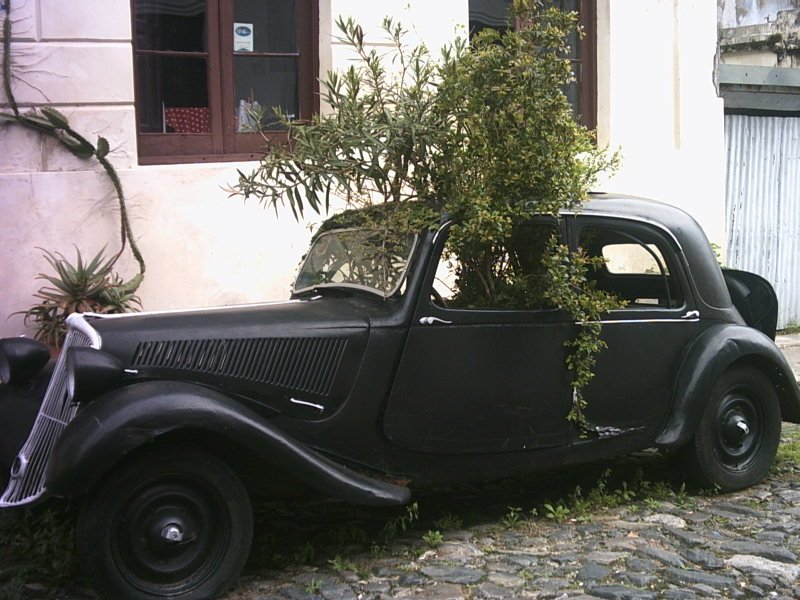 Carro com árvore plantada by Romasini45