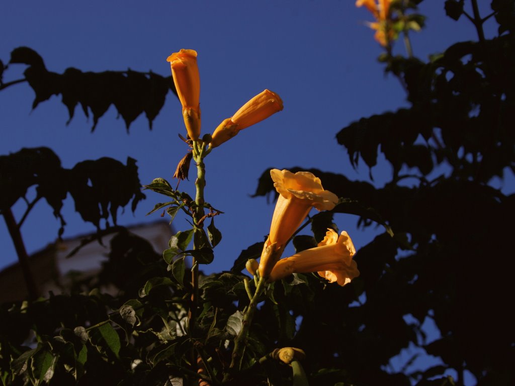 IMG_4045 Trumpet Vine by ©Toodleberry