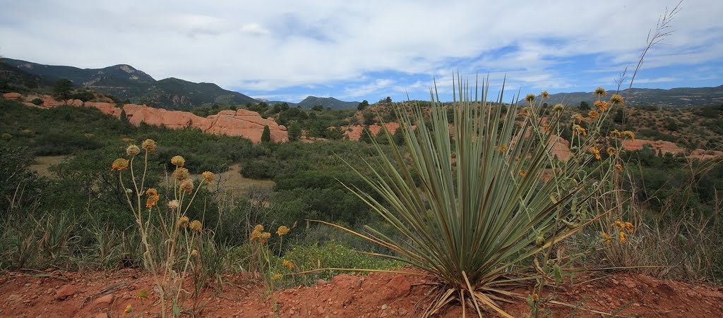 Yucca and Red Rock Canyon by mtherit