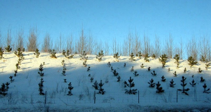 Plantations sur haldes minières by Mario Hains