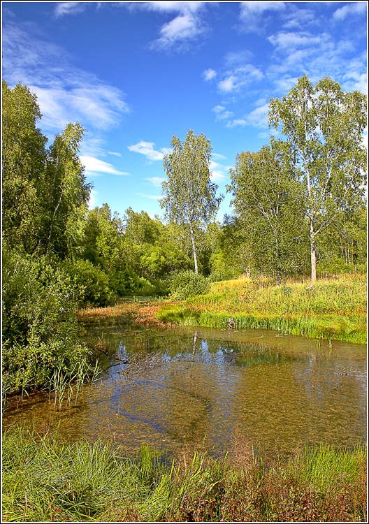 Forest pond on Shadriha by Vladimir Gurov