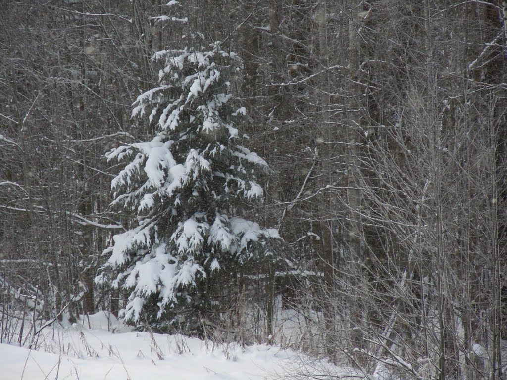 Лес вблизи д. Власово (Forest near Vlasovo village ) by piplaf