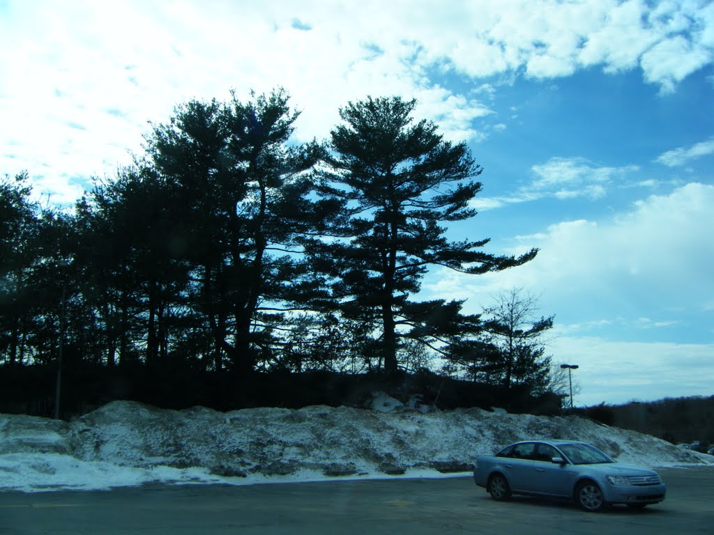 Pine trees and snowbanks by treflex