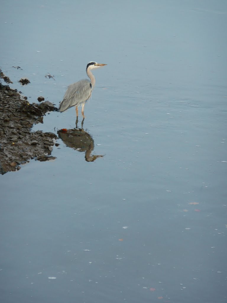 Crane on The Boyne near Drogheda by Pat McDonagh