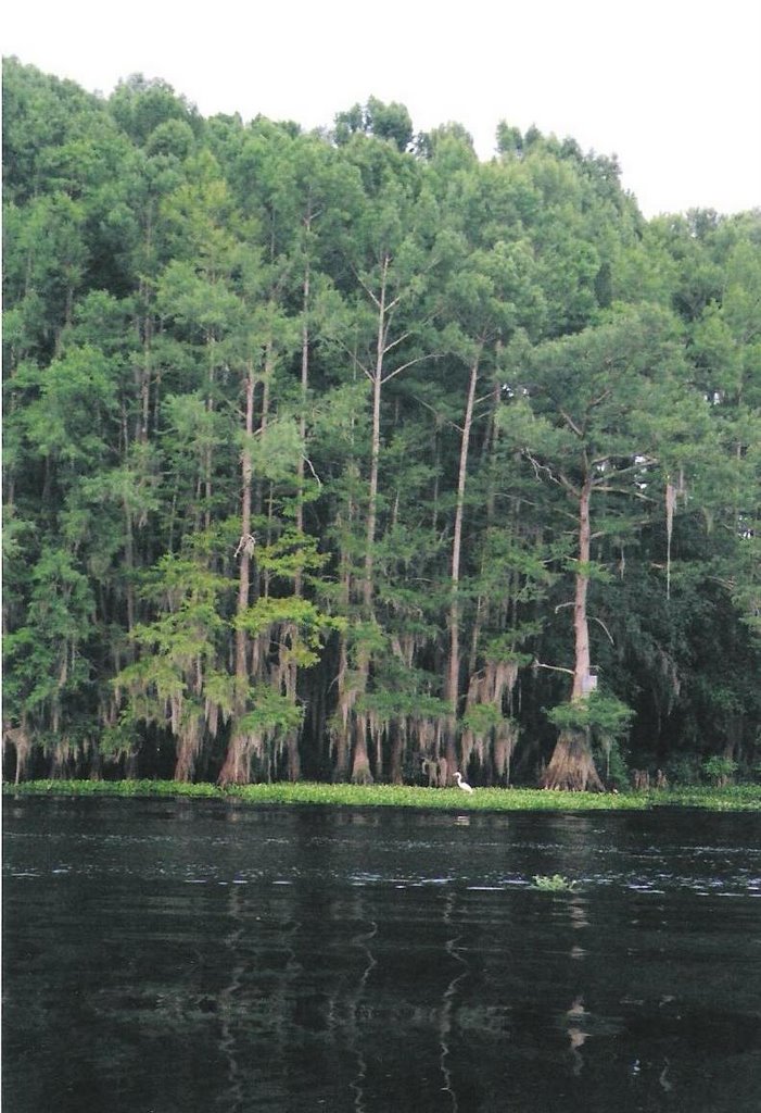 Caddo Lake 4 by etgreat