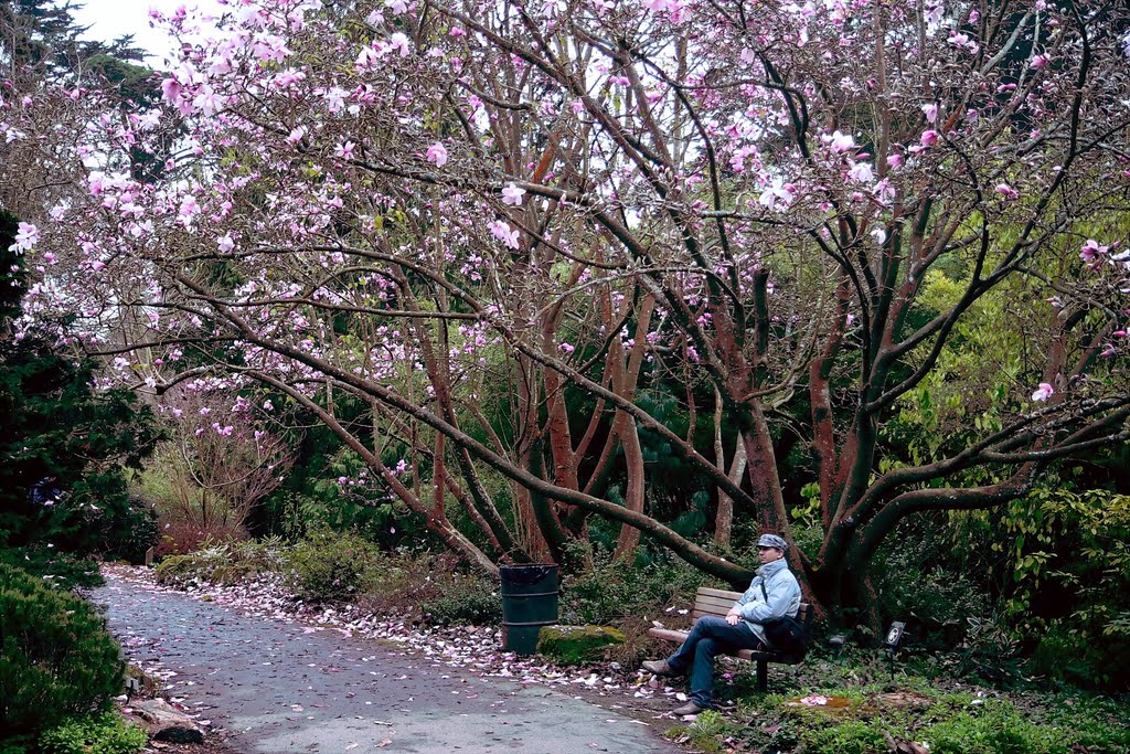 San Francisco, magnolia's blossoming. by Olga Deduchenko