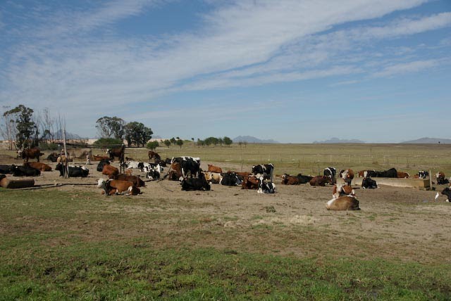 Fisantekraal, Patrysfontein Farm, Opposite the Airport by madseadog