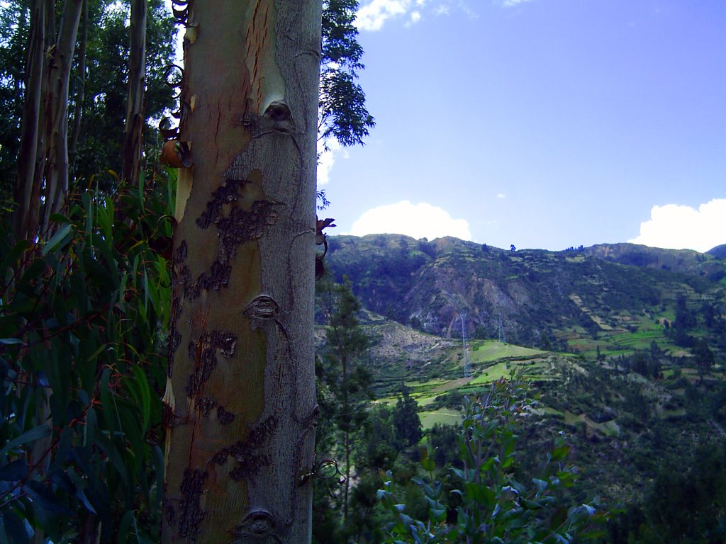 Rincones verdes by Fernando Sánchez-Fercho