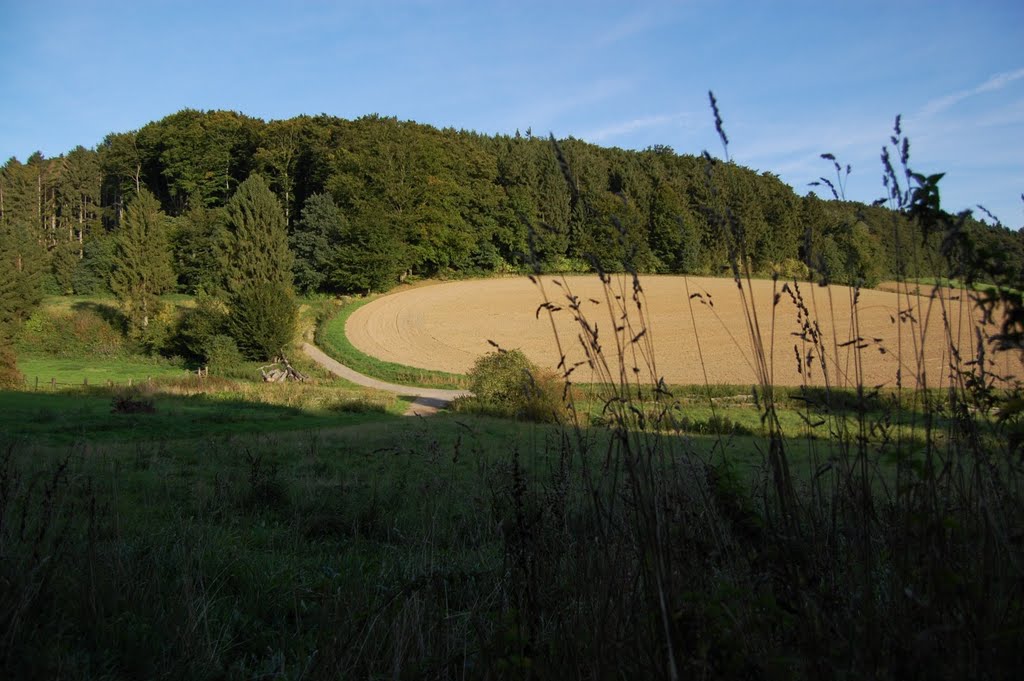 Wald bei Kirchheide by Marc Schormann