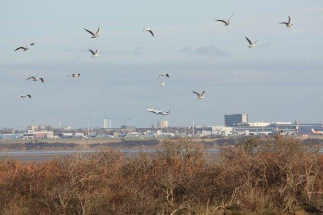 Gulls and Aircraft by Tony Oldfield