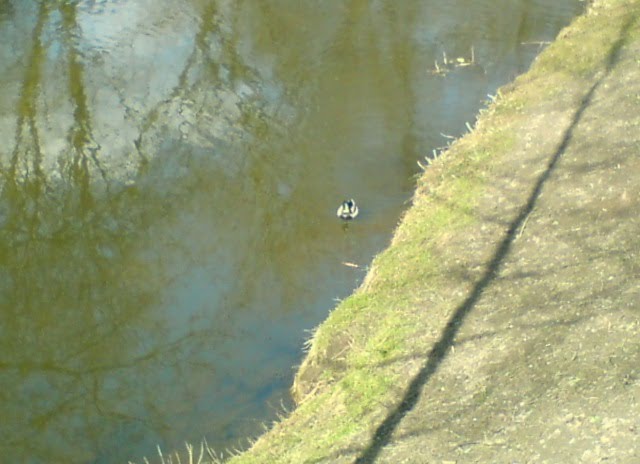 Kaczki w parku miejskim (Ducks in the city-park) by Paciot