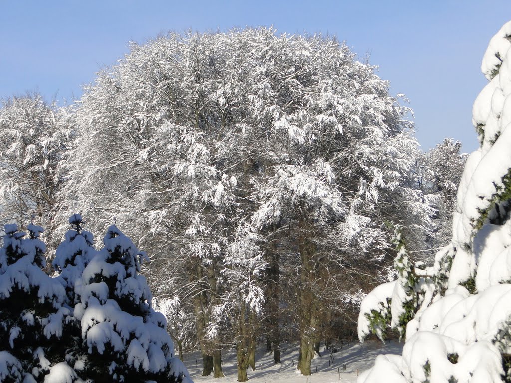 Baumgruppe Winterimpression im Wenkenpark in Riehen by Peter Pantli