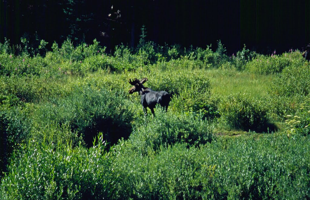 Moose beside the road by hschwe