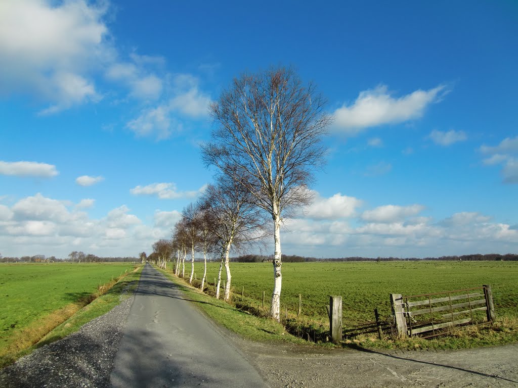 Birken bei Hude by gerwig kansteiner