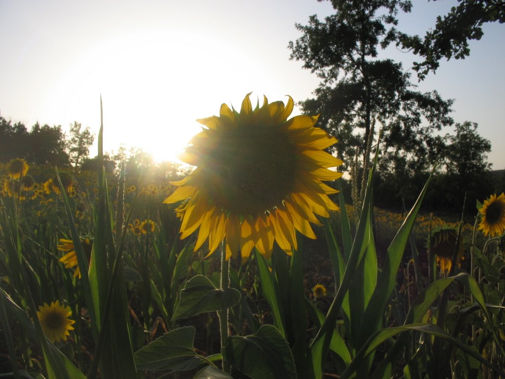 GIRASOLE by puccio979