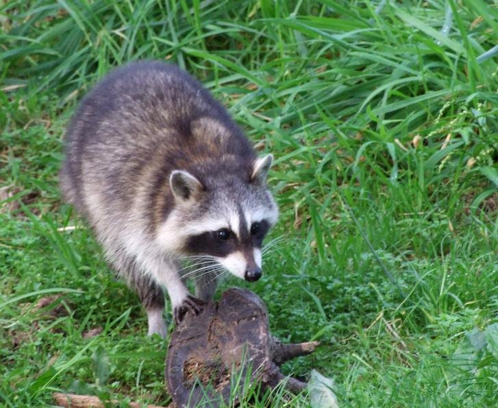 Waschbär by stefan-mg