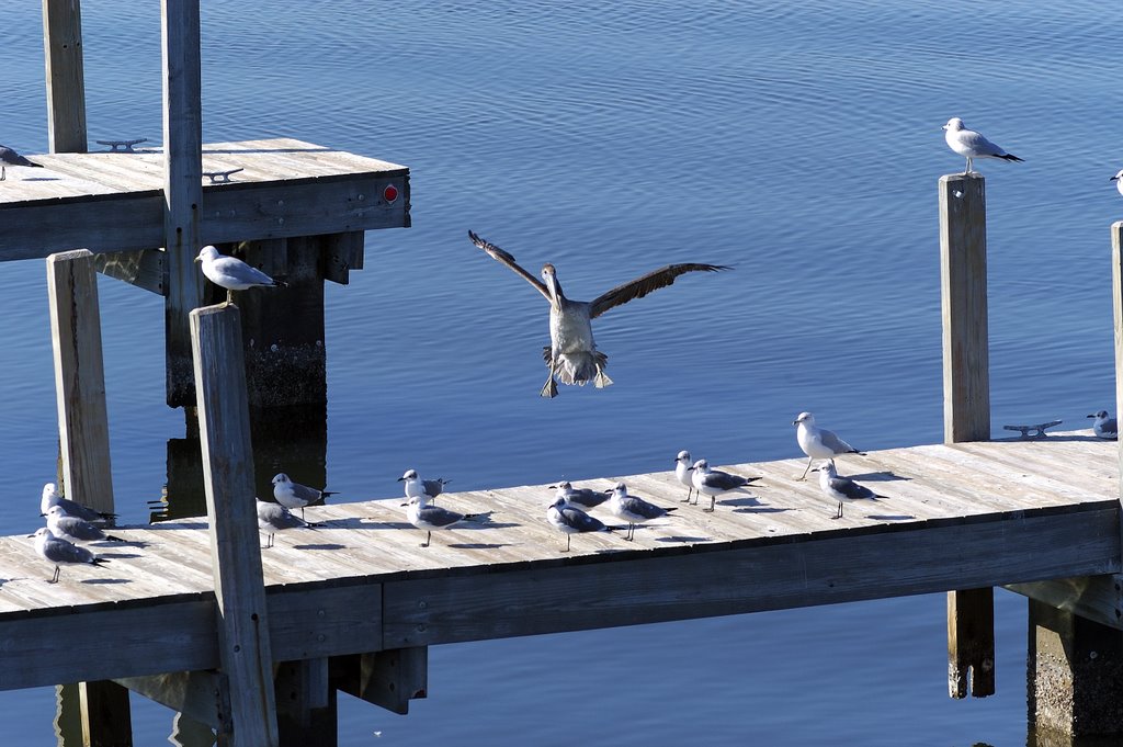 Galveston, TX, USA by Ralph Telford