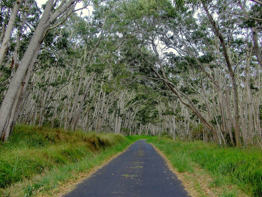 Mauna Load Road, near the Mauna Load Trailhead. Scenic and narrow, but good enough for any car. 2007-06-15 by deanstucker