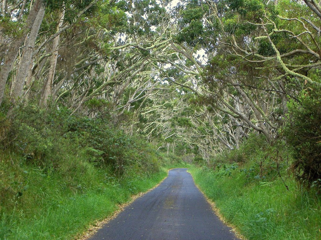 Mauna Load Road, near the Mauna Load Trailhead. A lovely drive. 2007-06-15 by deanstucker