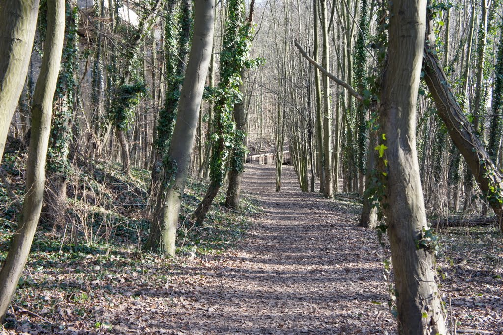 Waldweg by TheJokerfromGermany