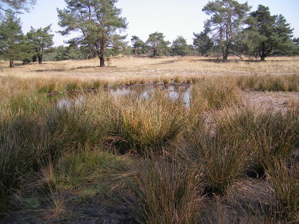 Bosgebied Hoog Soeren, Hoog Soeren, Netherlands by Marcel Klijnhout