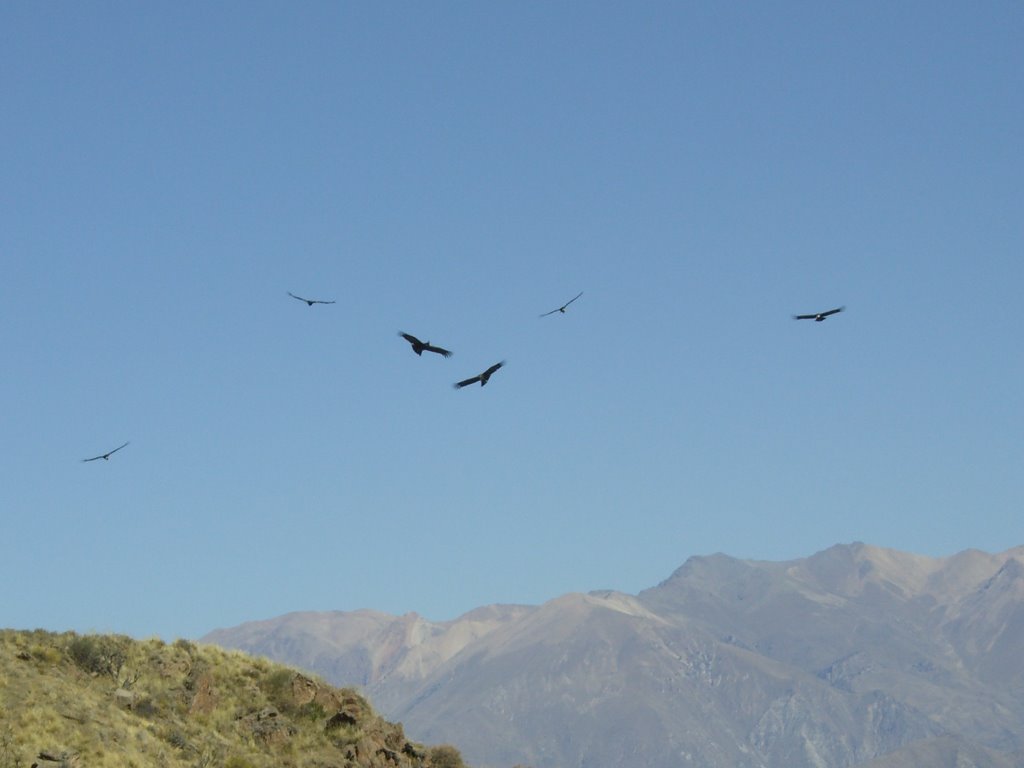 Mirador "La cruz del Cóndor" ... Valle del Colca ... són Cóndors ... by Josep Fité