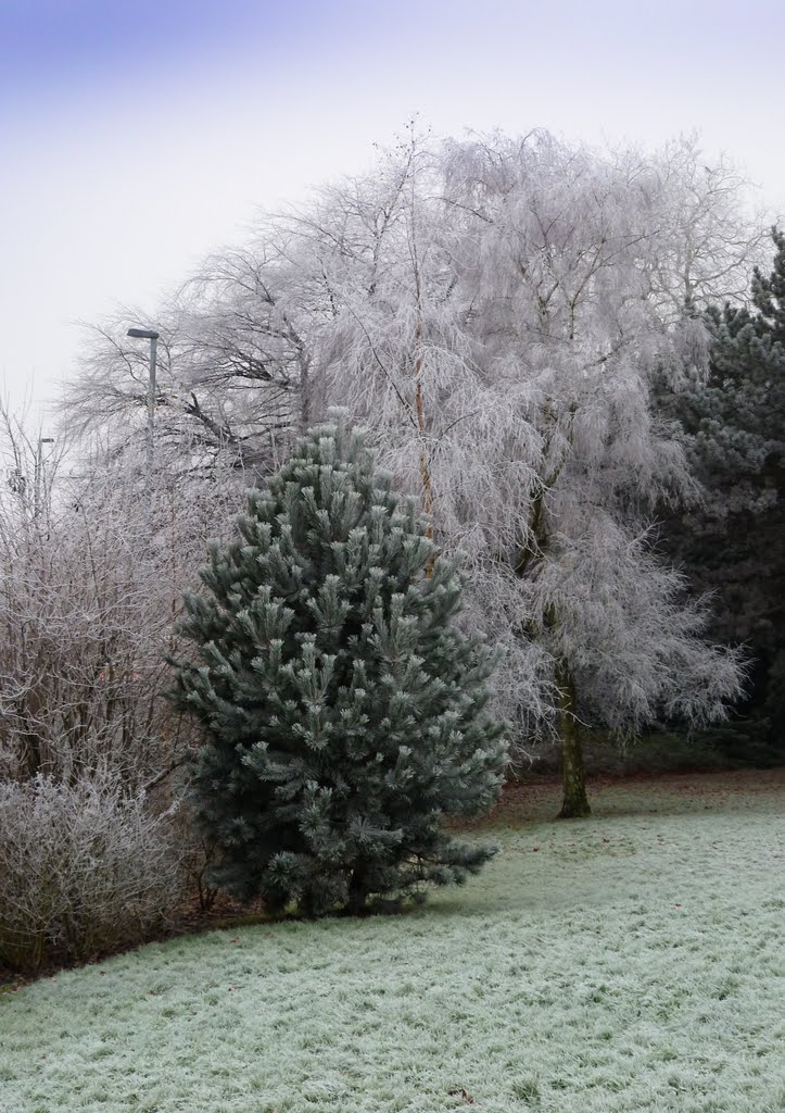 Fosty morning in the park by Nigel Desmond