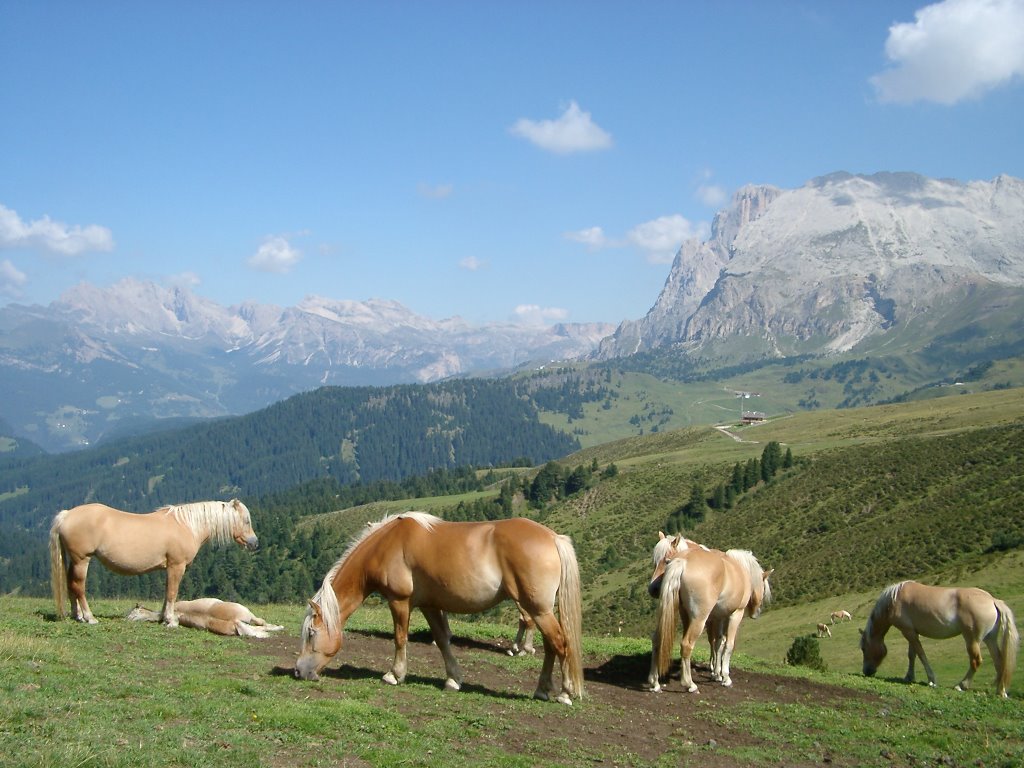 Seiser Alm by Rainer Schütz