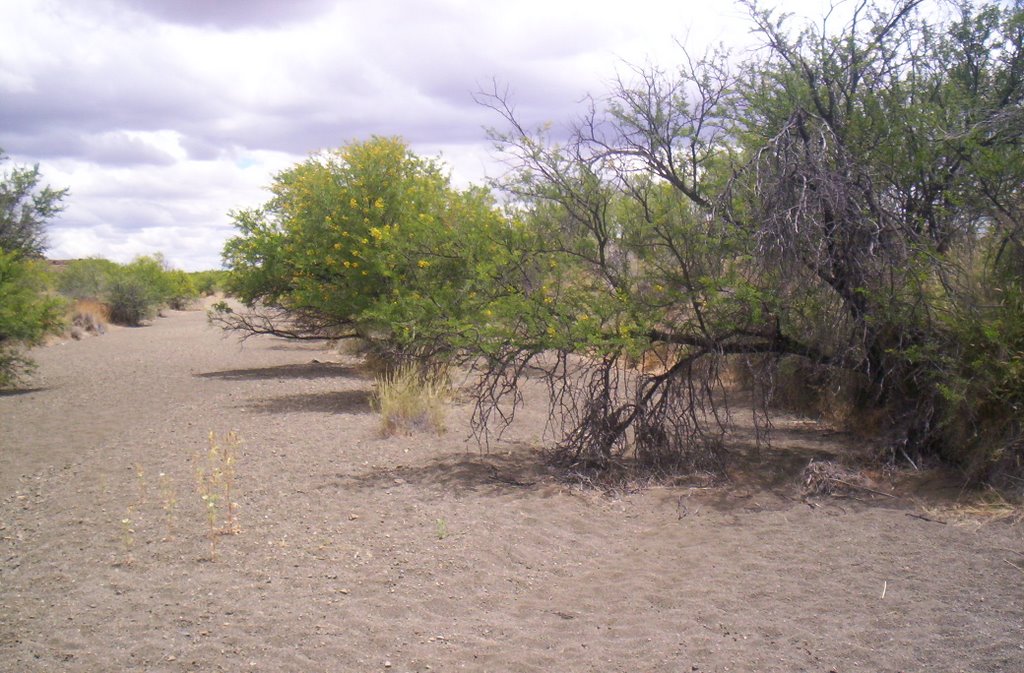 Dry riverbed near Bloemhof by Finsie