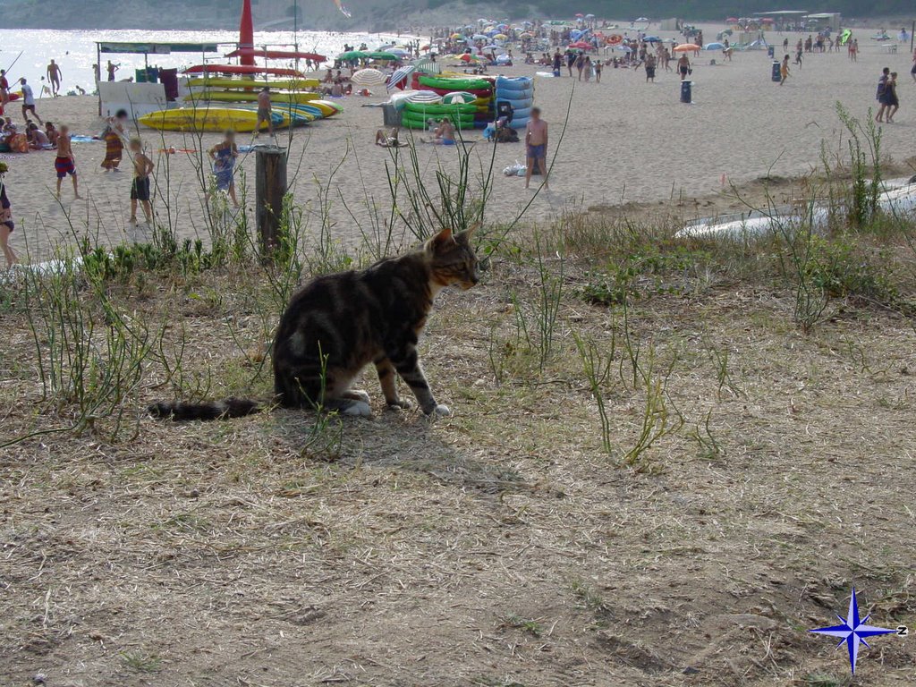 CostaBrava-Palamos04 (beach-cat) by © Roland