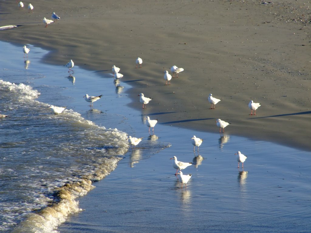 Giulianova - Gabbiani by ©claudionanni