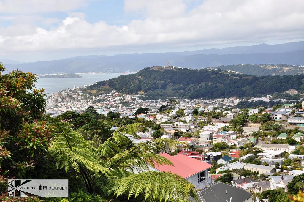 View 1- Mt Victoria & Wellington Harbour by Eva Kaprinay