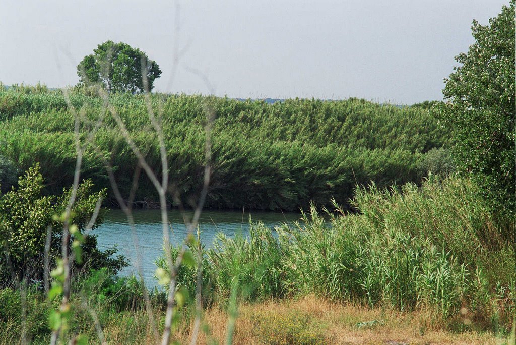 Canneti sul Tevere, ad Ostia Antica by Bepix (Giuseppe de Giacometti)