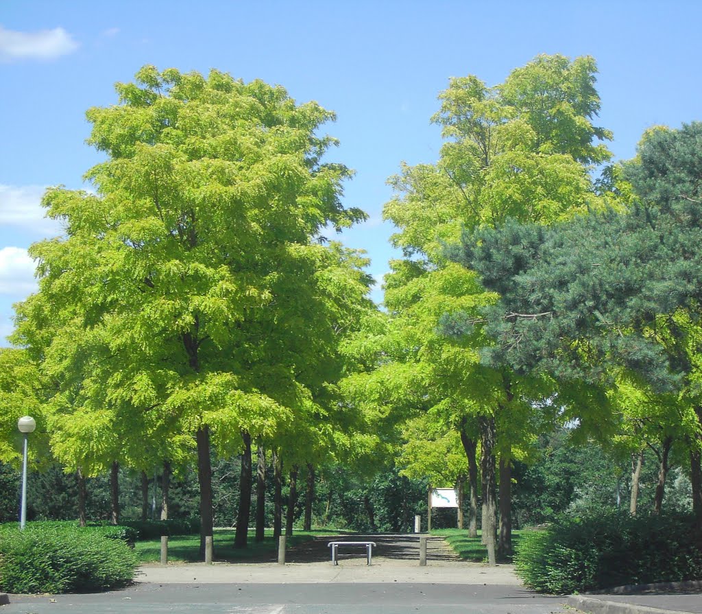 Allée d'acacias à Belle-Beille (Angers, Maine-et-Loire) by Andecave