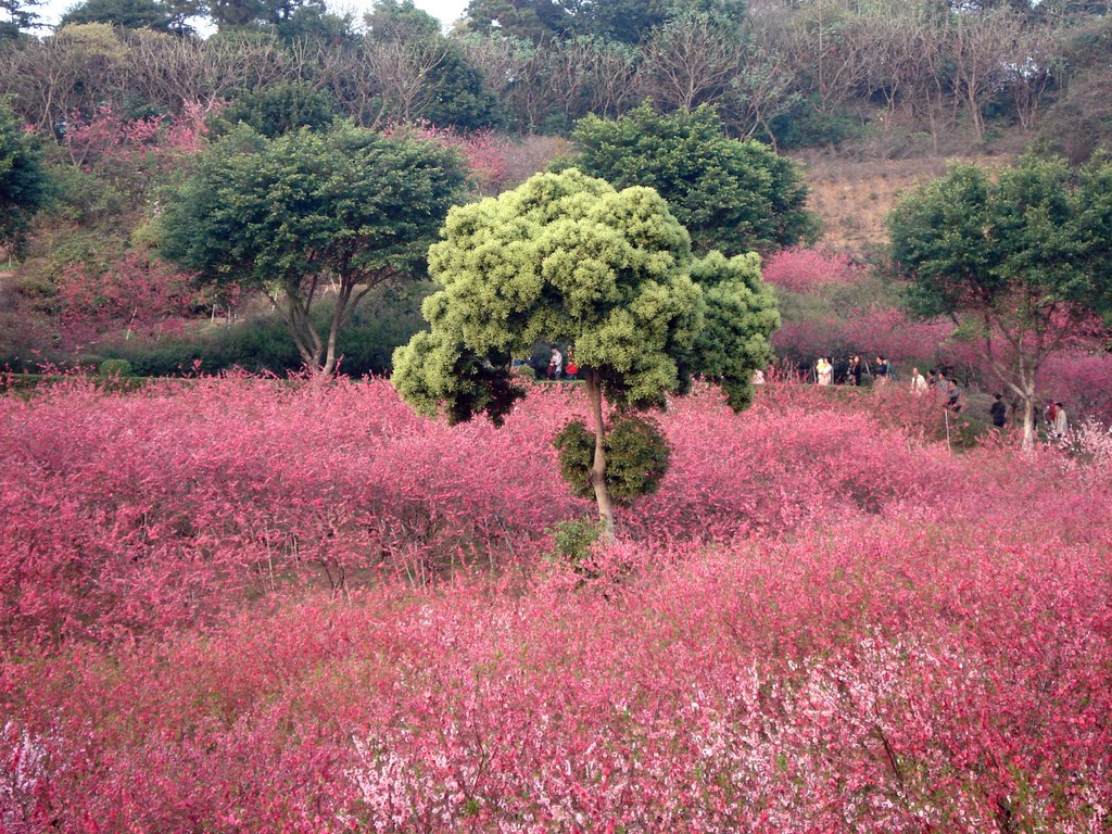 广东佛山西樵山桃花园 2011-02 by HMJ-2009