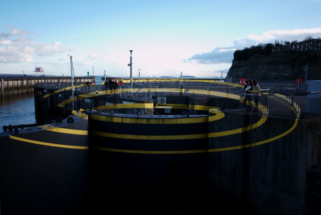 Giant yellow spiral lands on the bay barage by fat-freddies-cat