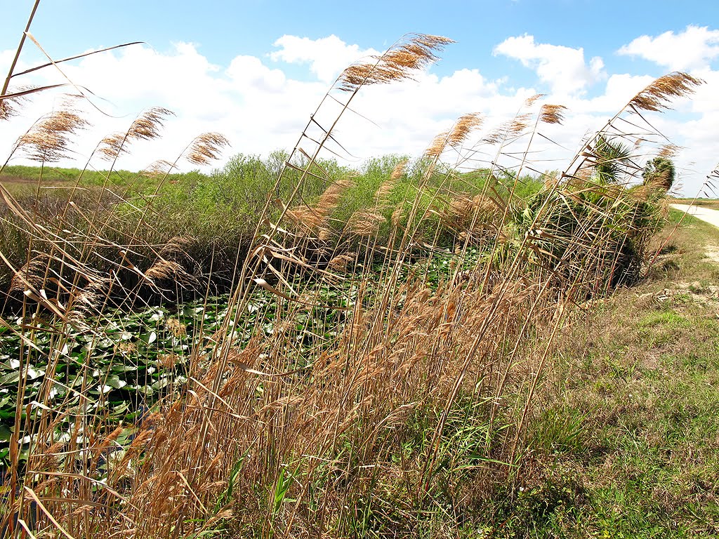 Canal Through The Grass by Tom Choma