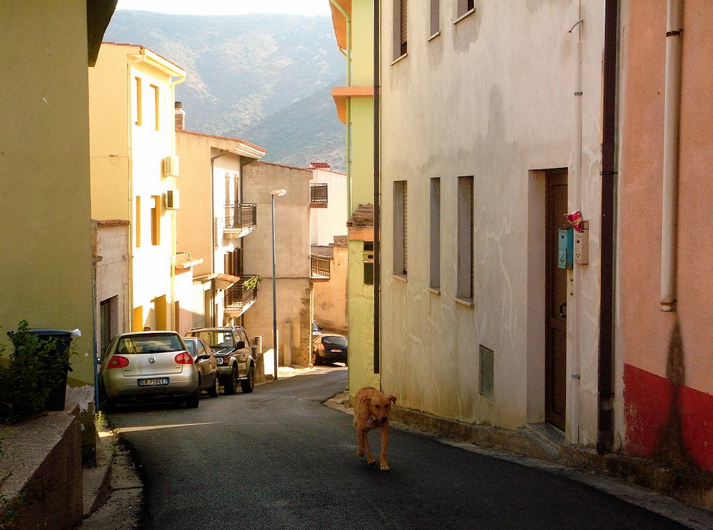 Via Cavour ? ask the dog... by G@ttoGiallo