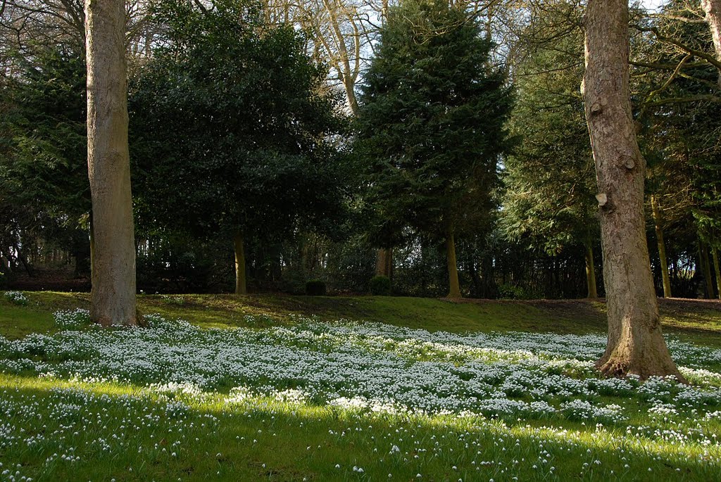 Snowdrops by David Humphreys