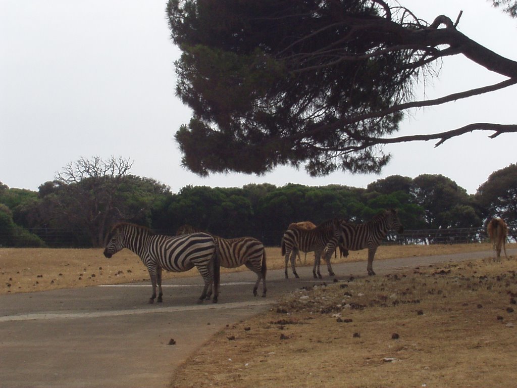 Brijuni Zebra by Hurz