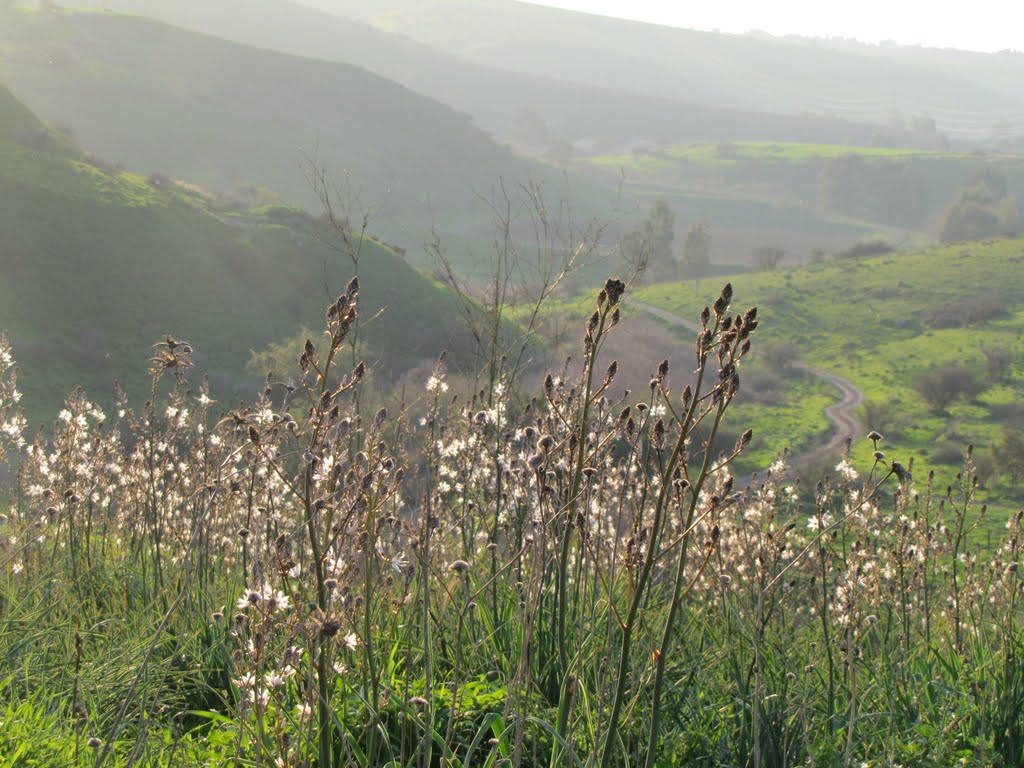 ASPHODELUS AESTIVUS nahal tavor on nahal recesh by shimon_wainer