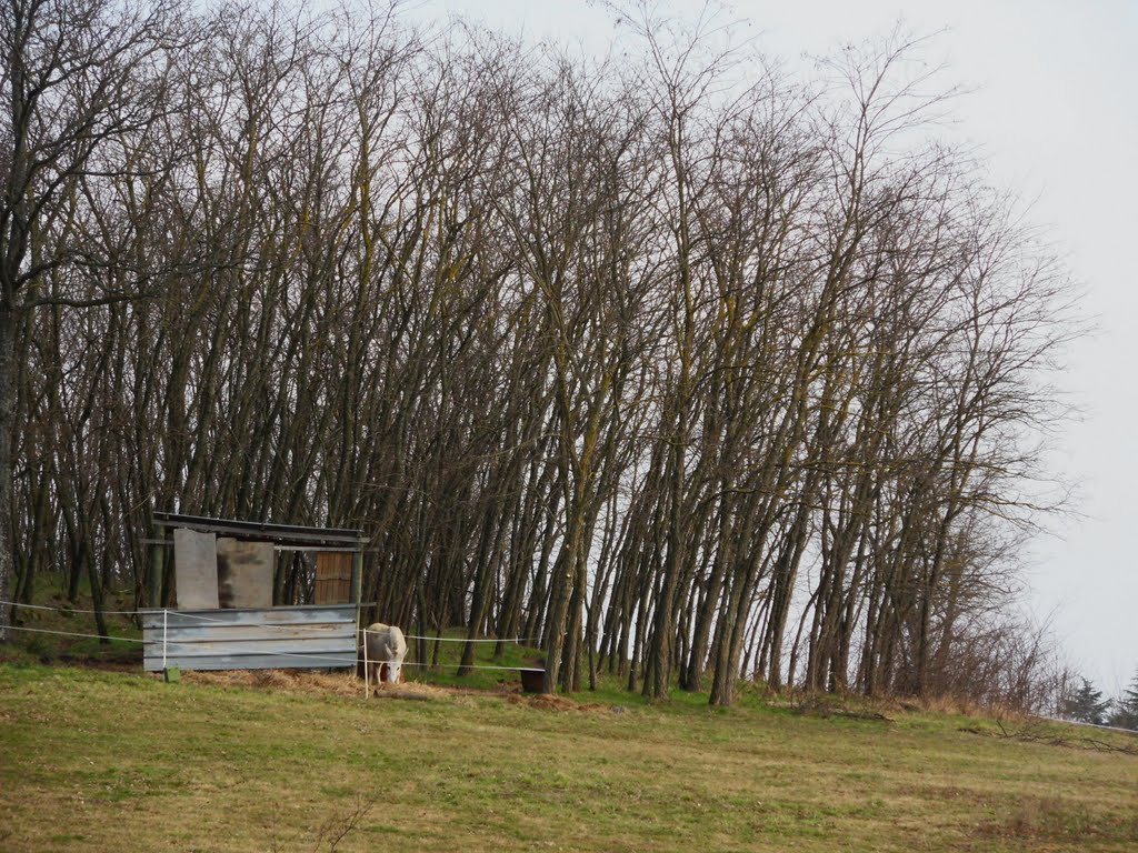 Petit abri en lisière du bois by Matopée