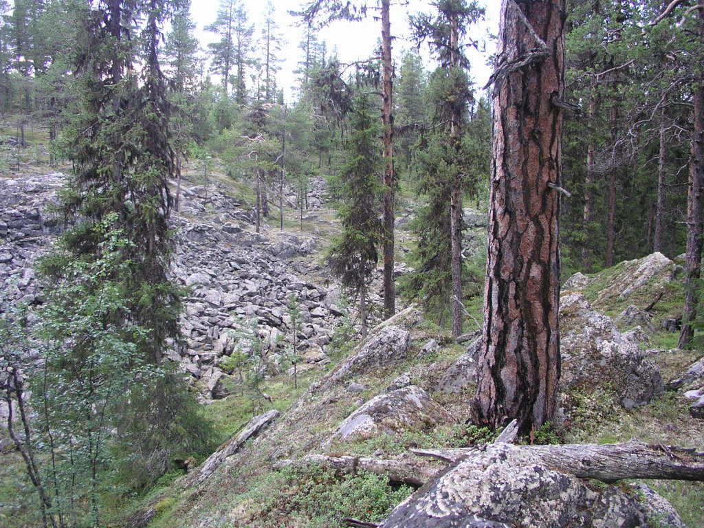 Paurankivaara threatened old-growth forest 13 by OlliM