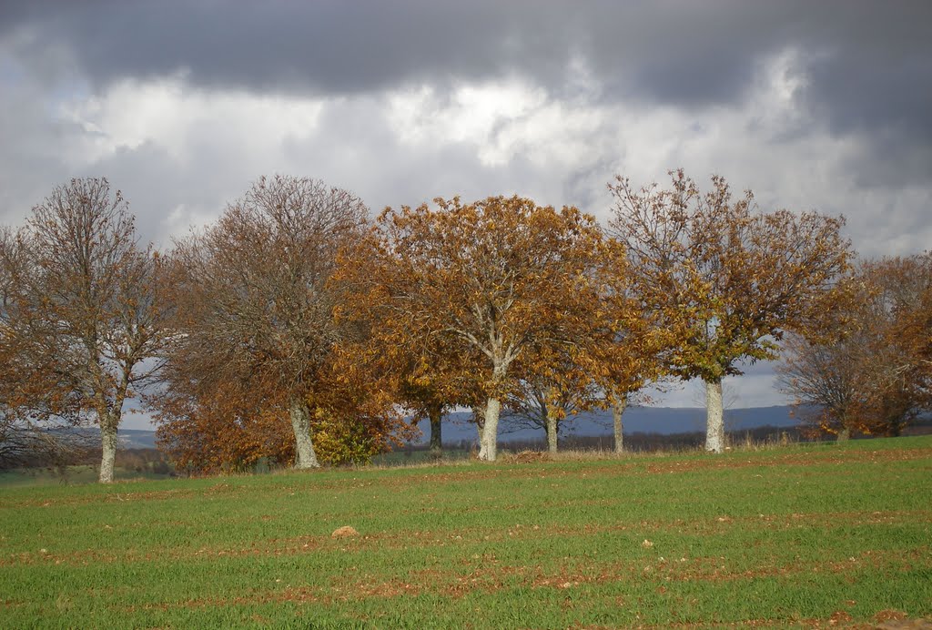 Tola otoño I by angelagalán